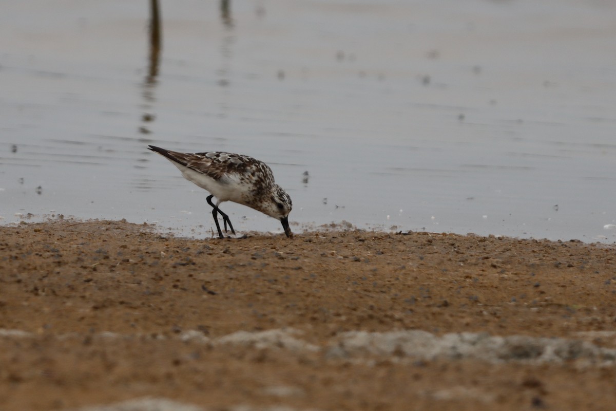 Bécasseau sanderling - ML608365514