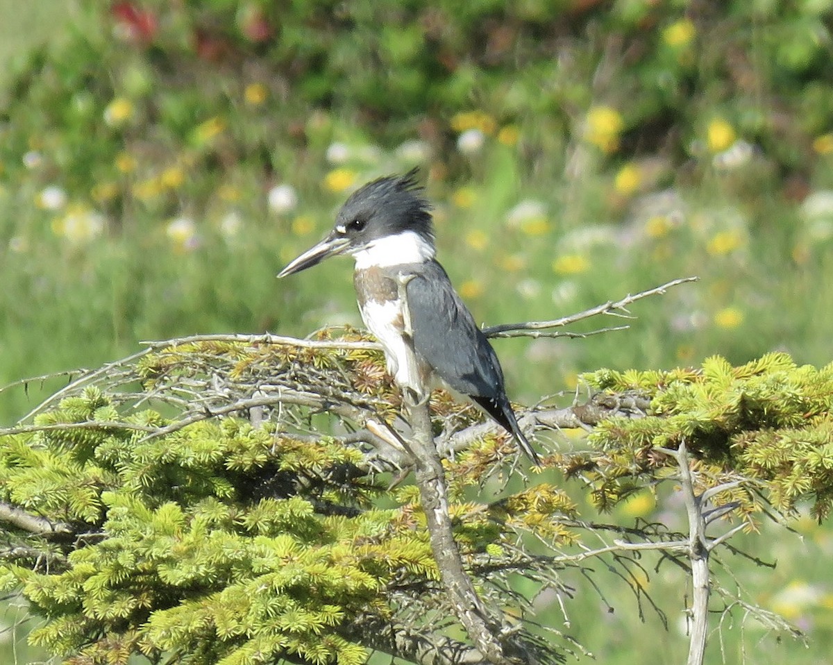 Belted Kingfisher - Chris Murrell