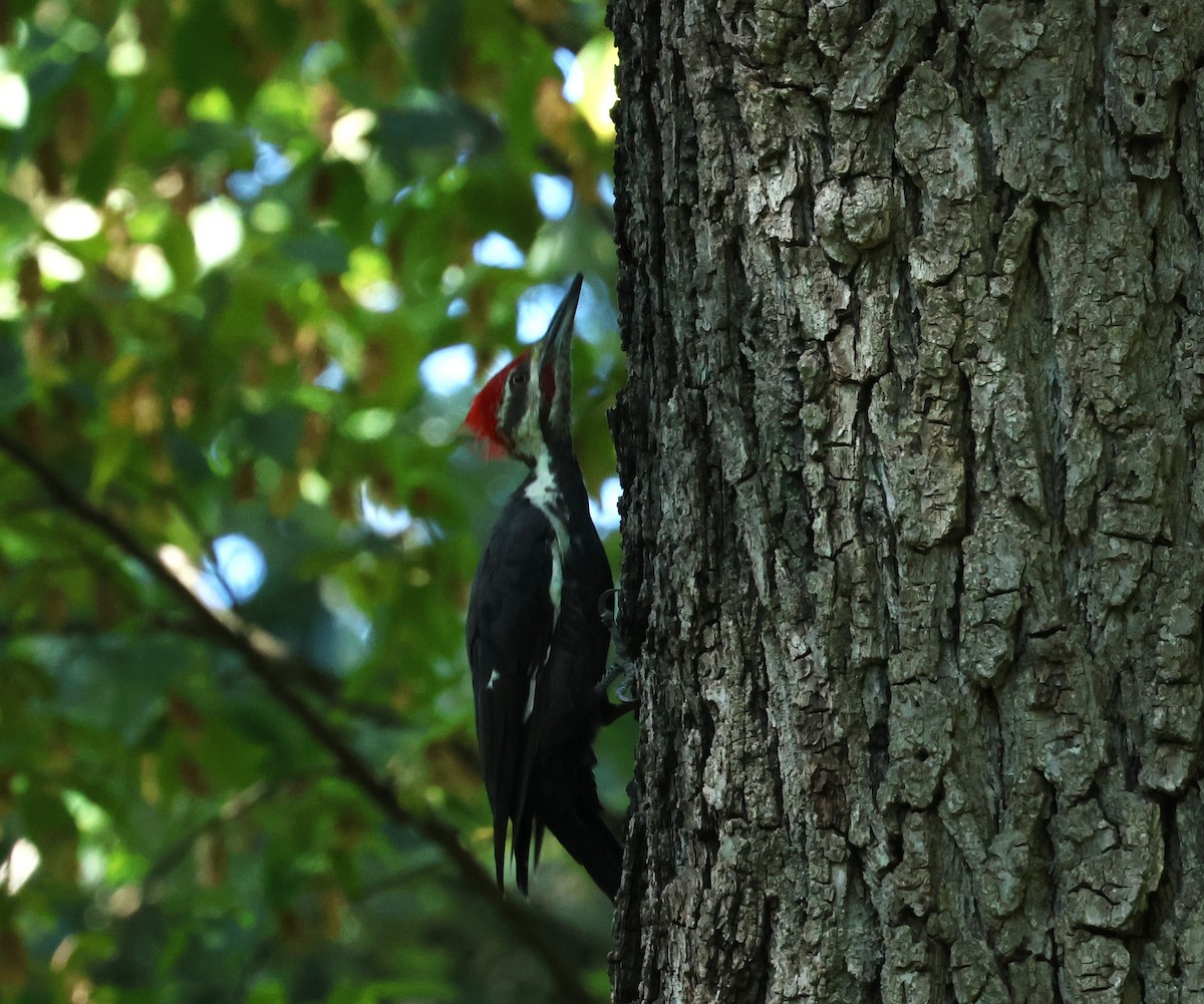 Pileated Woodpecker - John Finley