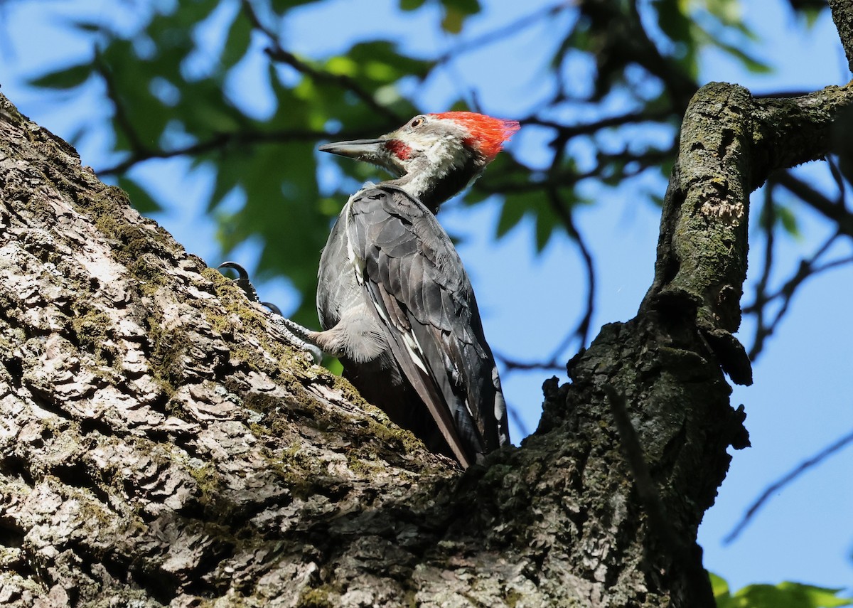 Pileated Woodpecker - John Finley