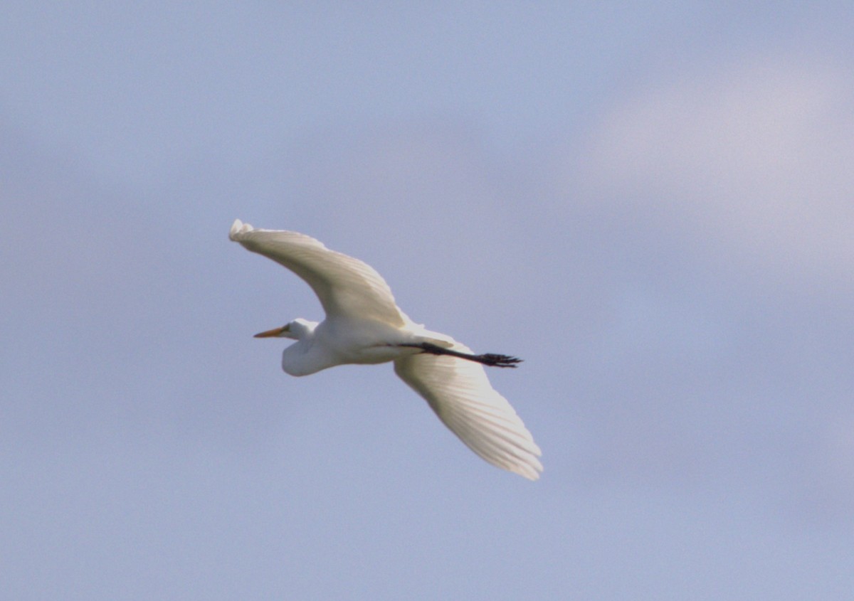 Great Egret - ML608365722