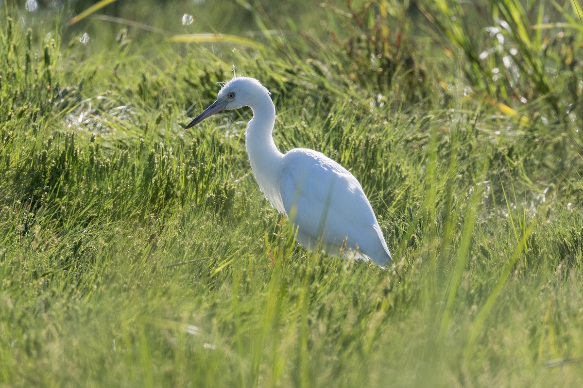 Little Blue Heron - ML608365726