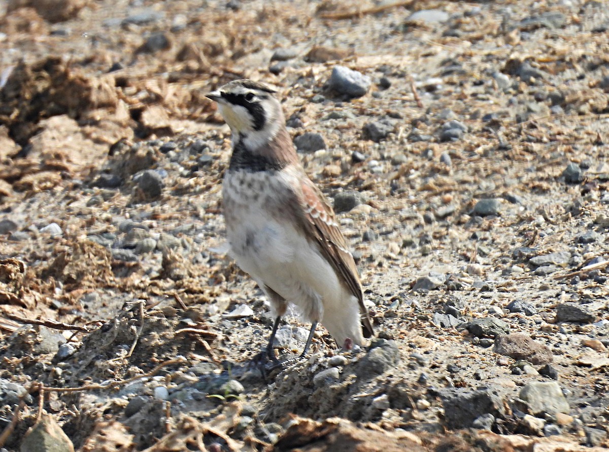 Horned Lark - Sharon Henry