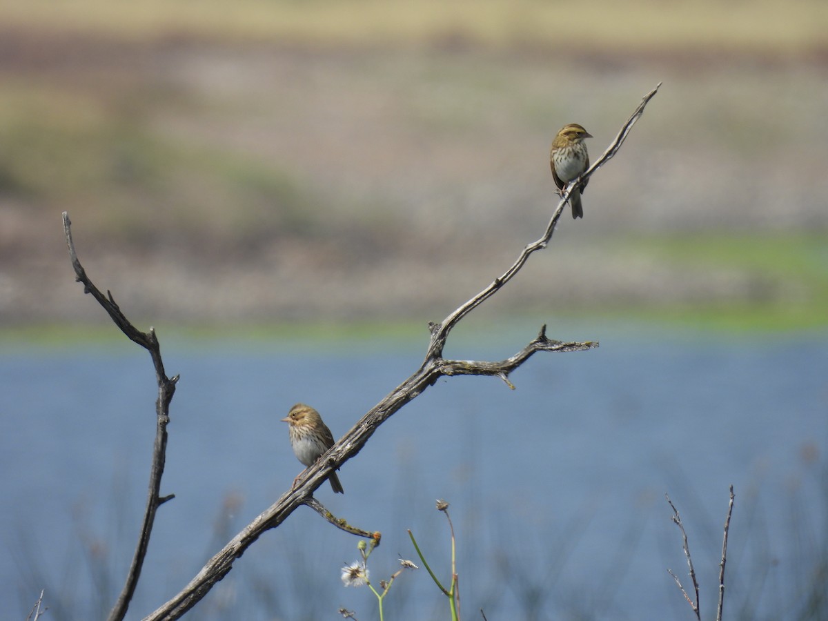 Savannah Sparrow - Sharon Henry