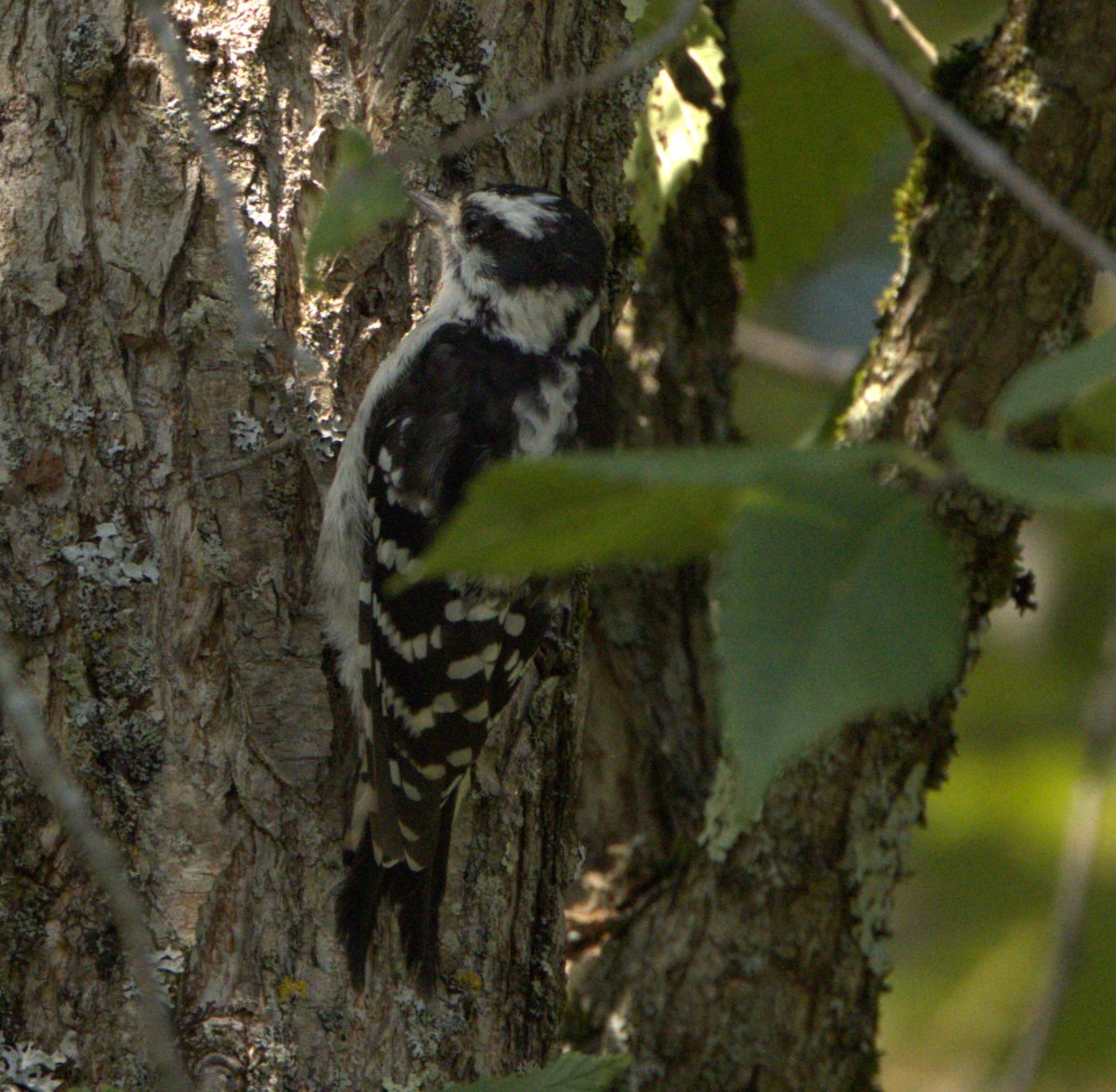 Downy Woodpecker (Eastern) - ML608365749