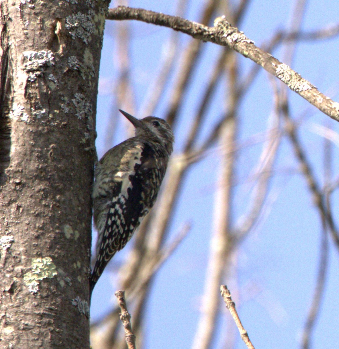 Yellow-bellied Sapsucker - ML608365778