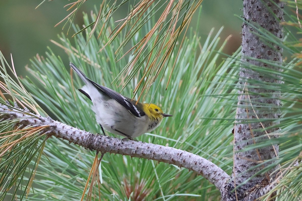 Hermit Warbler - ML608365864