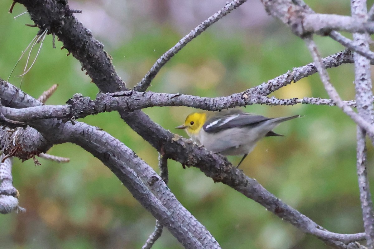 Hermit Warbler - Brendan B