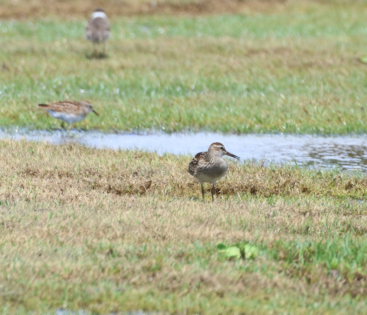 Graubrust-Strandläufer - ML608365874