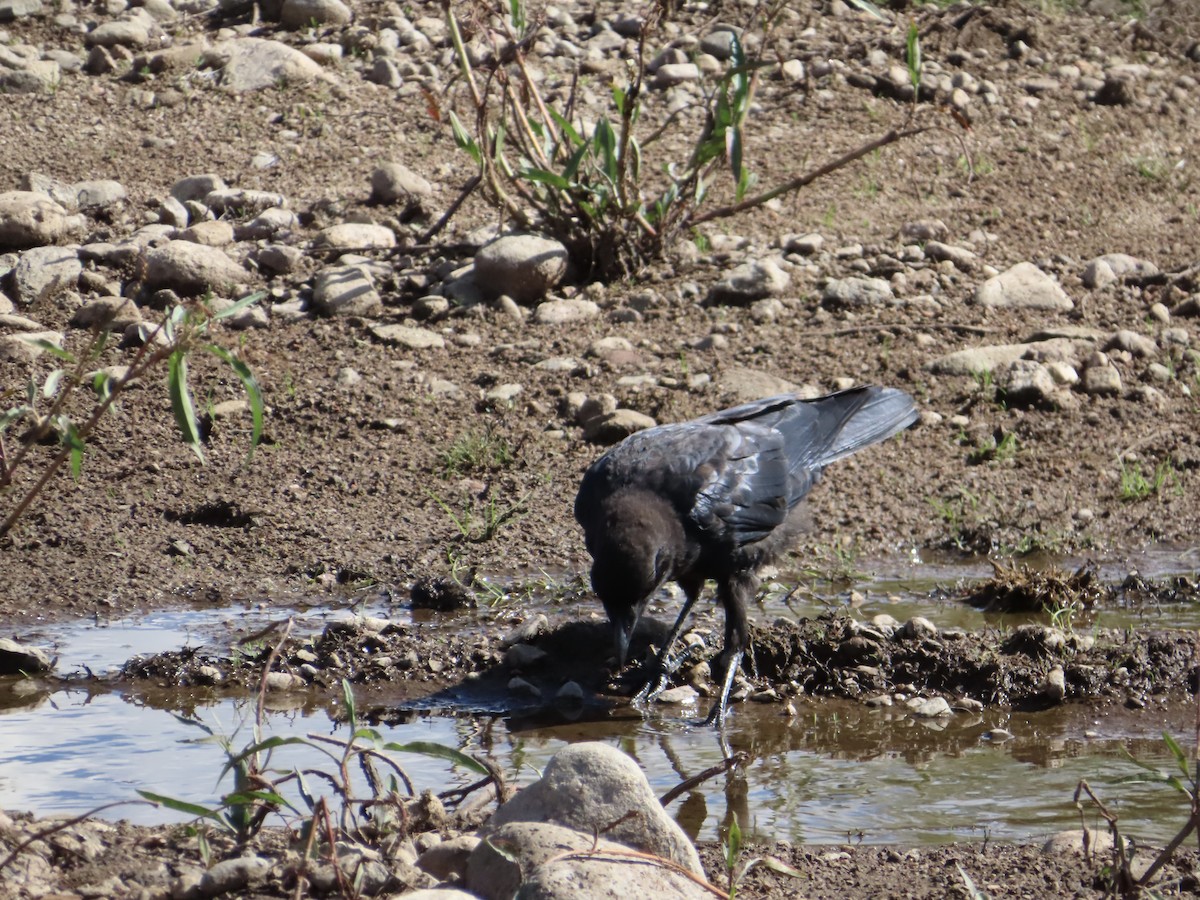 American Crow - ML608365895