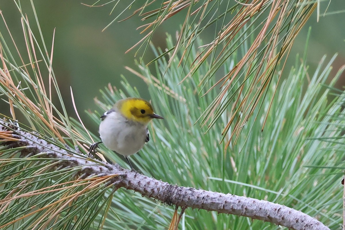 Paruline à tête jaune - ML608365900