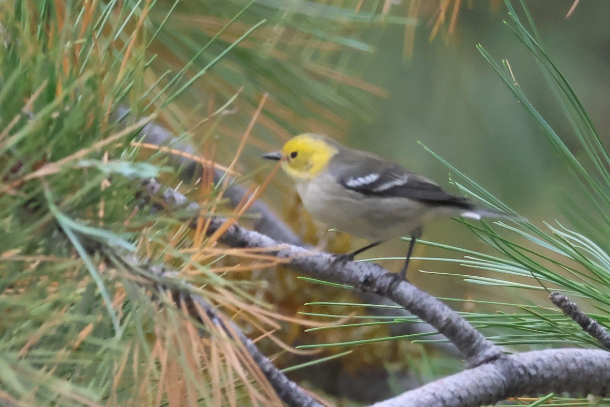 Hermit Warbler - ML608365919