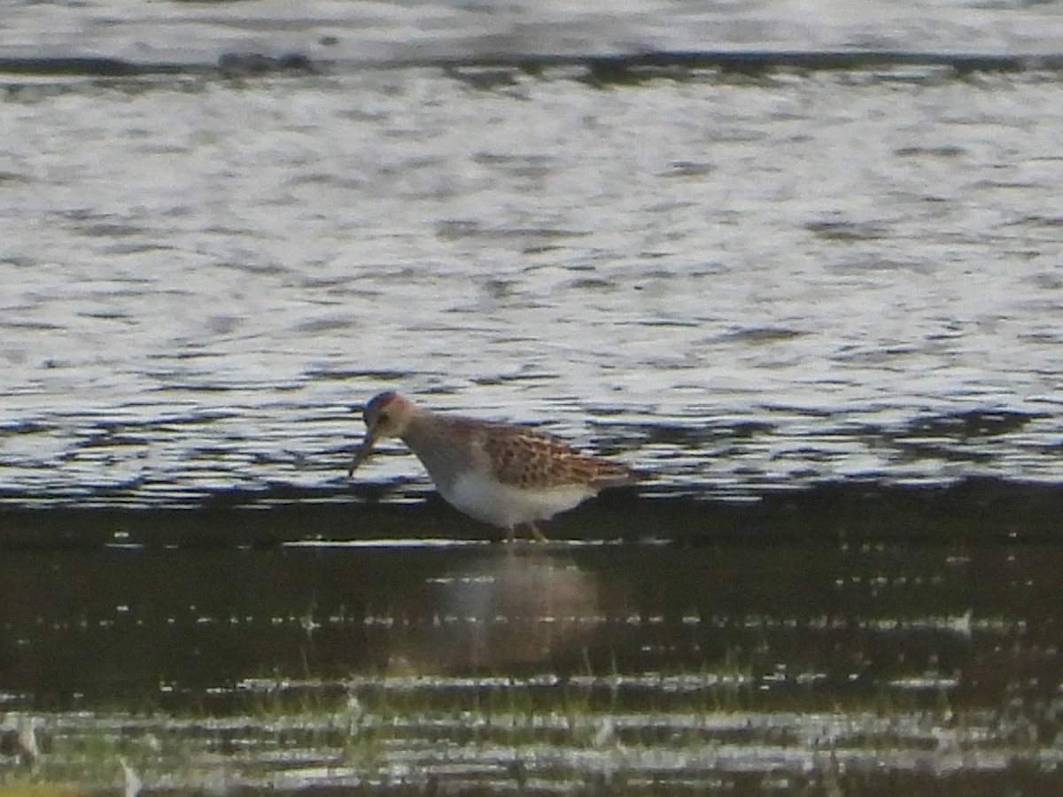 Pectoral Sandpiper - ML608365959