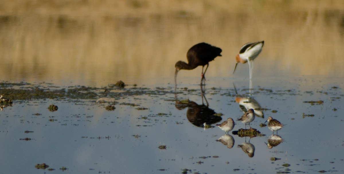 White-rumped Sandpiper - ML608365977