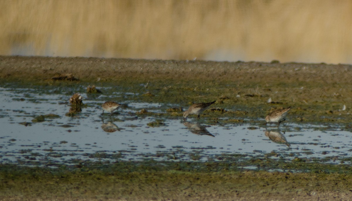 White-rumped Sandpiper - ML608365978