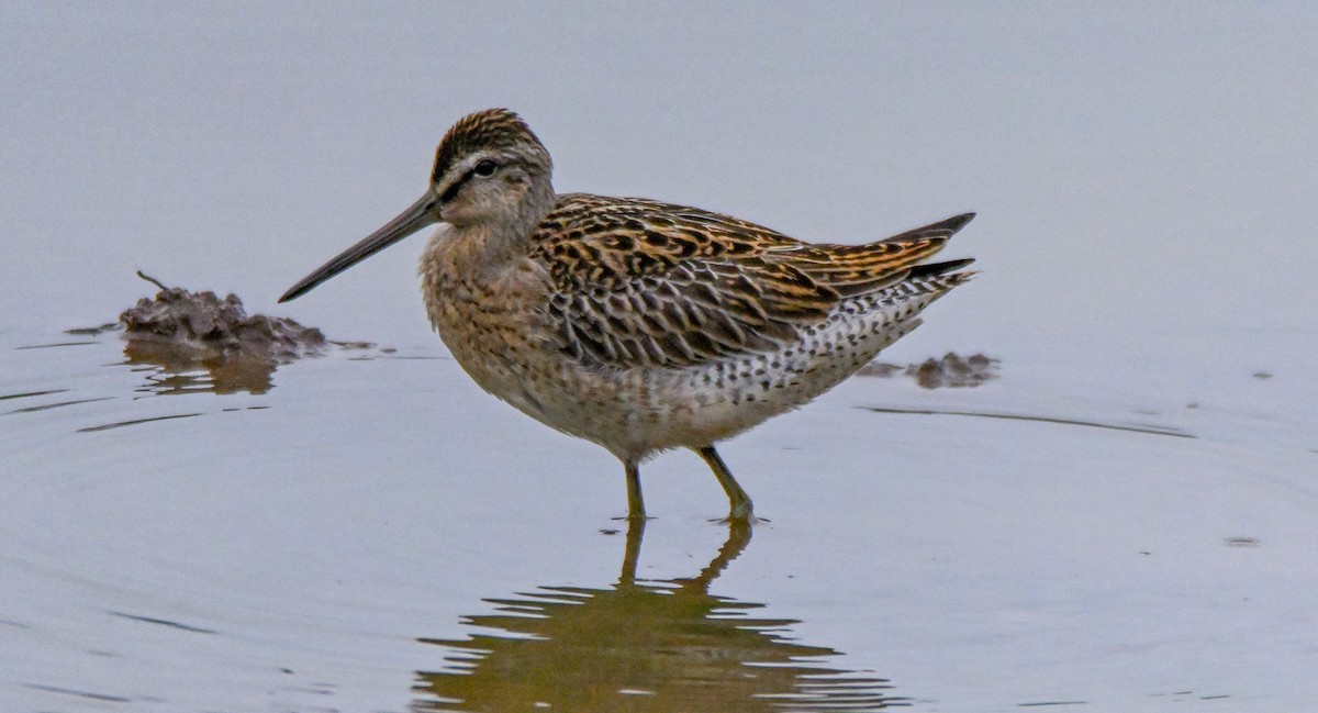 Short-billed Dowitcher - ML608365986