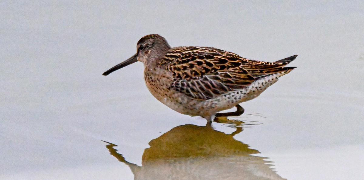 Short-billed Dowitcher - ML608365988