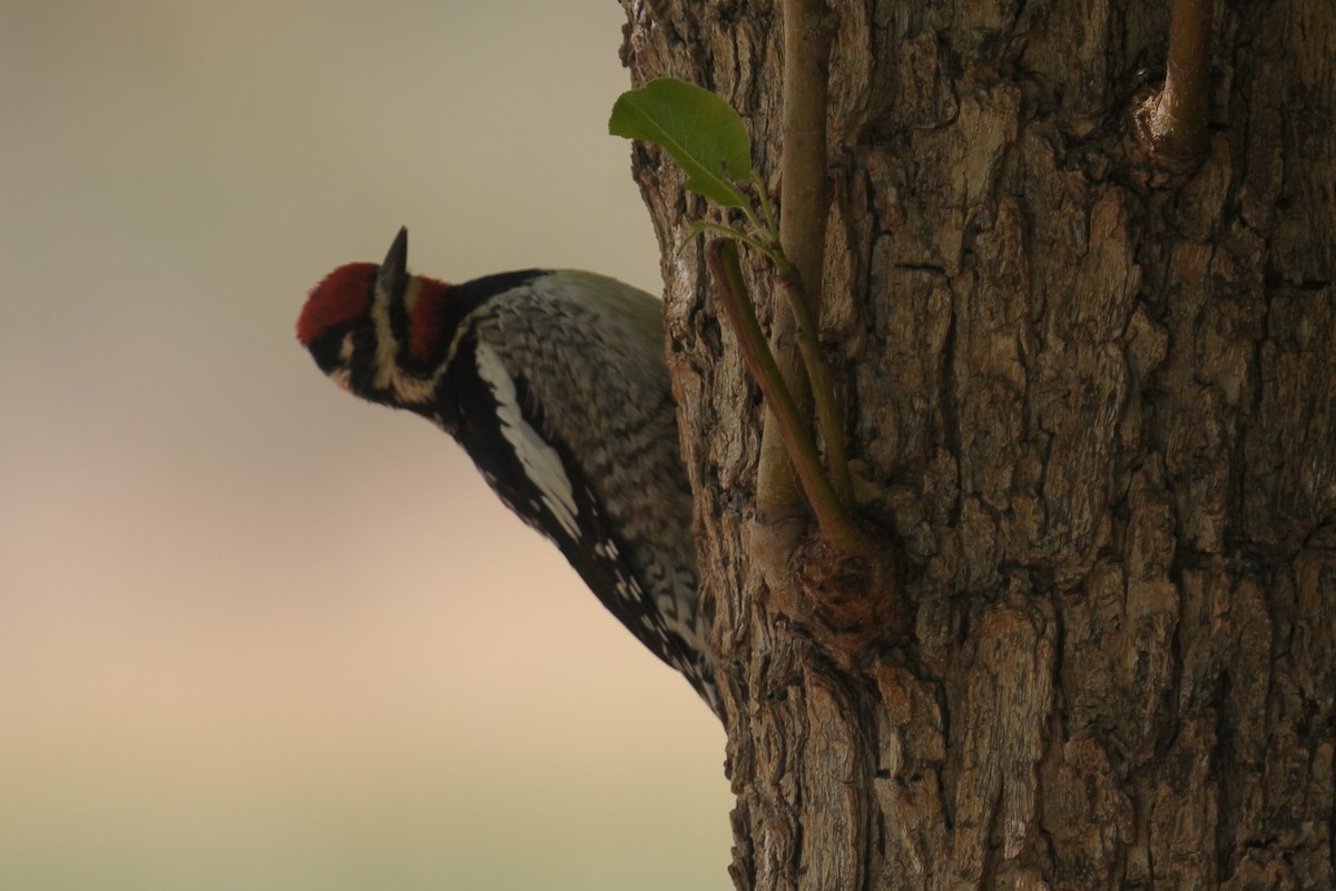 Red-naped Sapsucker - Vincent PERRIN
