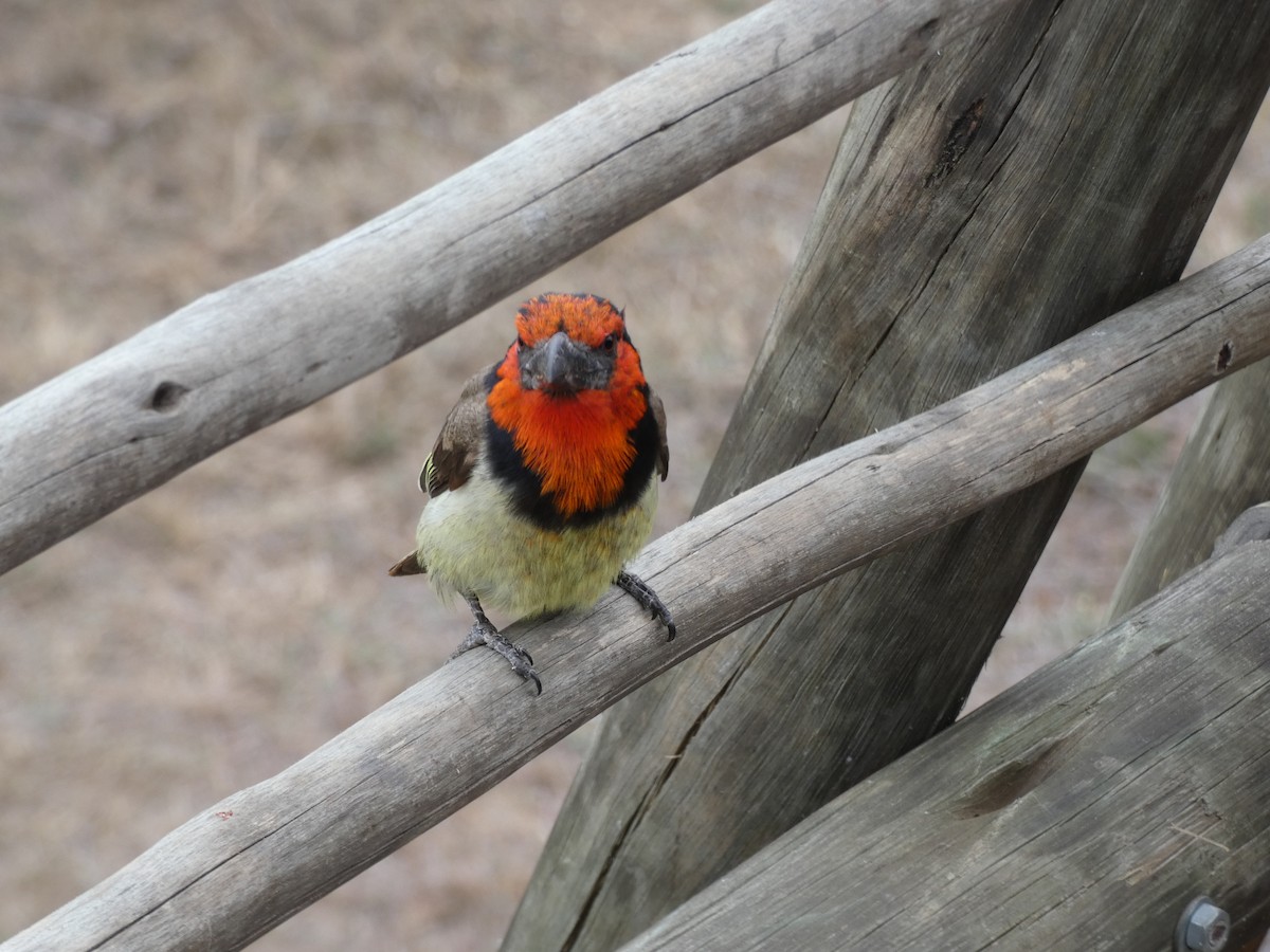 Black-collared Barbet - ML608366042