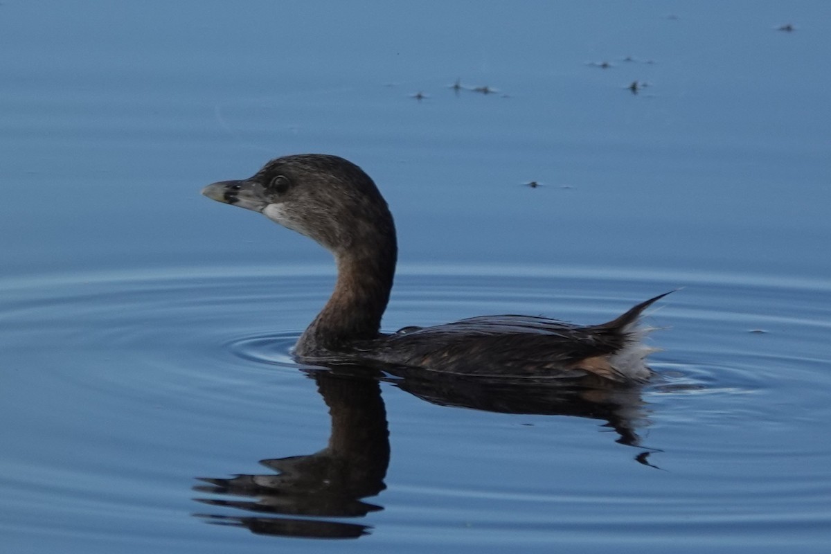 Pied-billed Grebe - ML608366176