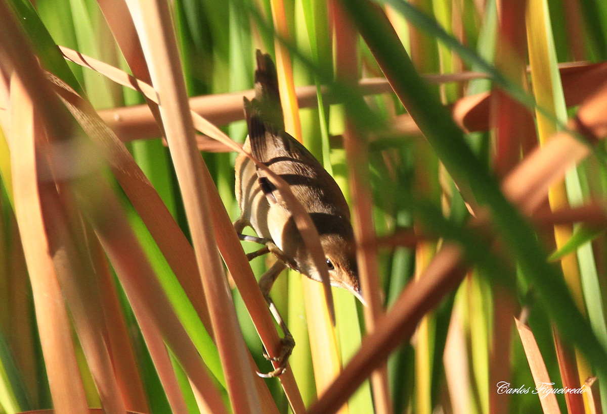 Common Reed Warbler - Carlos Figueiredo