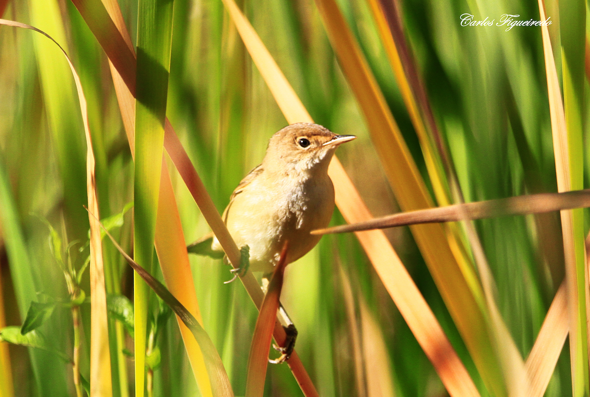 Common Reed Warbler - Carlos Figueiredo