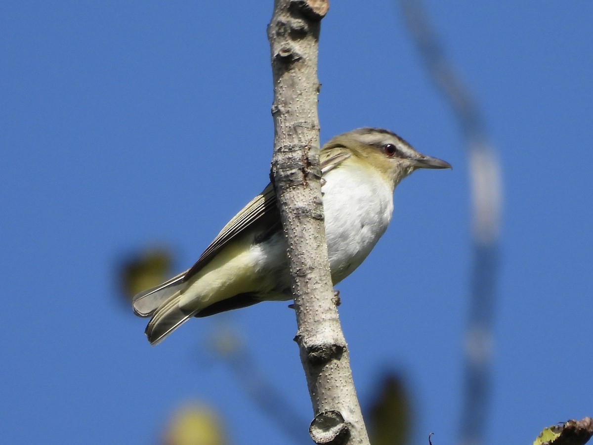 Kızıl Gözlü Vireo - ML608366385