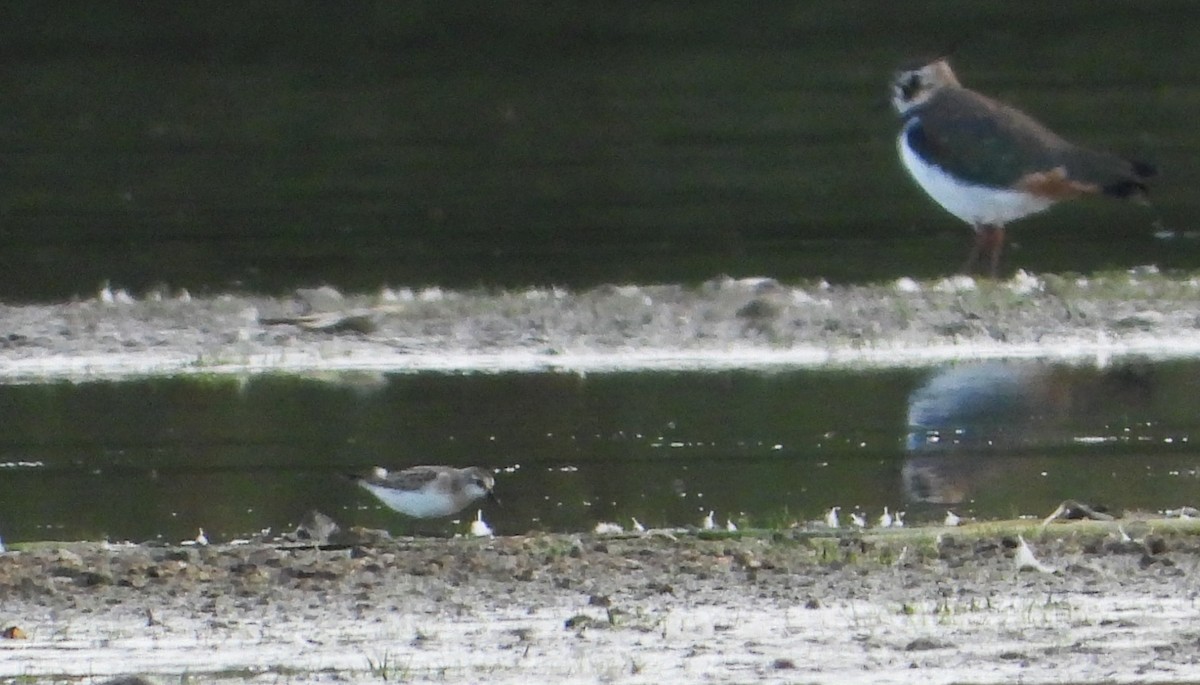 Little Stint - ML608366386