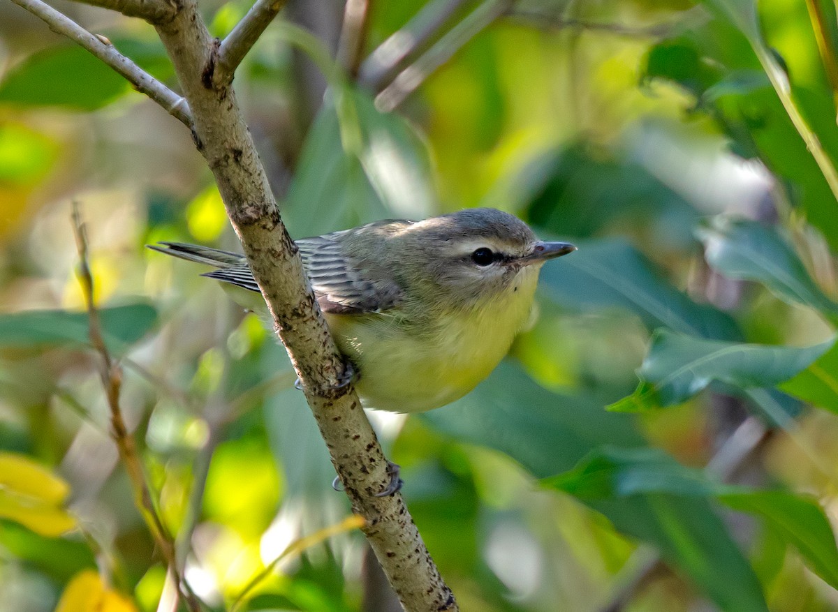 Philadelphia Vireo - ML608366406