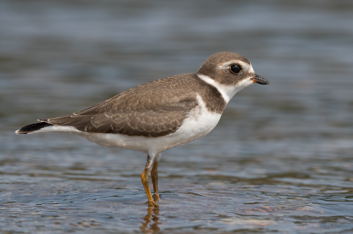 Semipalmated Plover - ML608366449