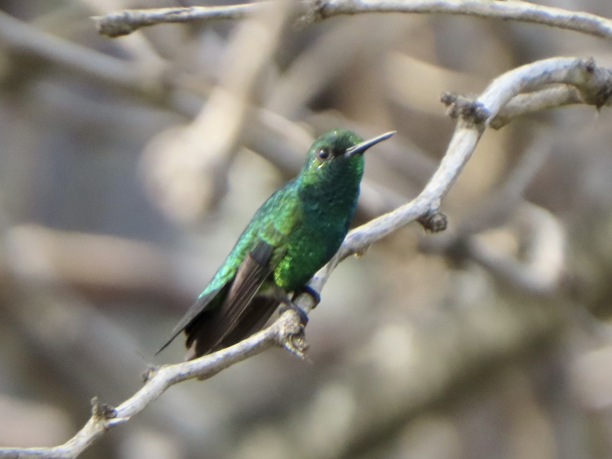 Blue-tailed Emerald - ML608366828