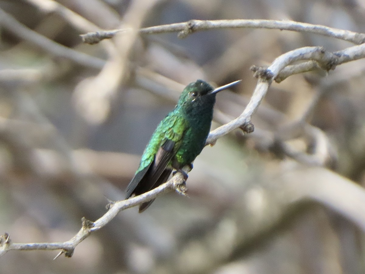 Blue-tailed Emerald - ML608366829