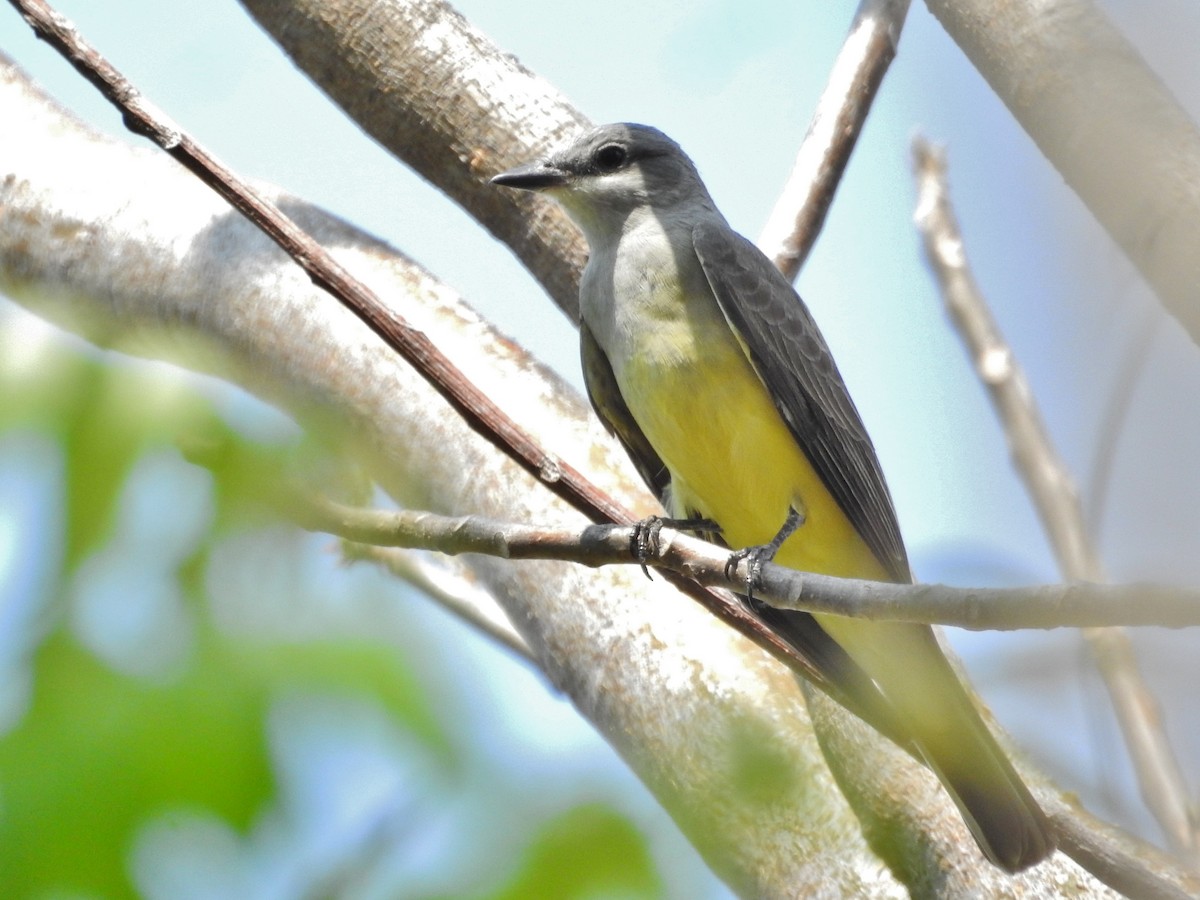 Western Kingbird - Héctor Moncada