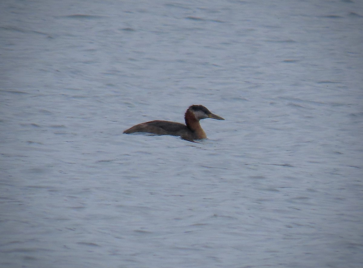 Red-necked Grebe - ML608366925