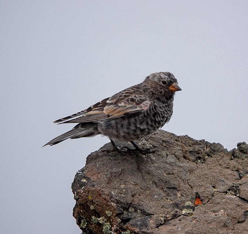 Black Rosy-Finch - Heather Wilson