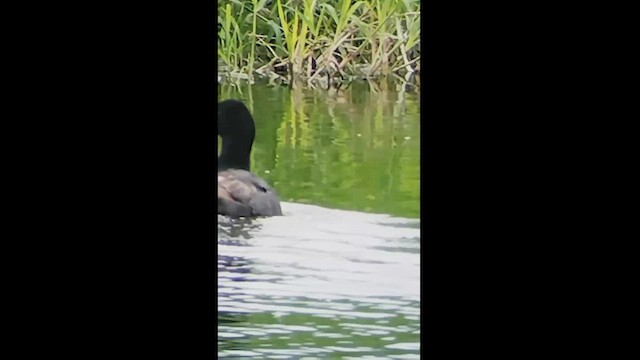 American Coot - ML608366948