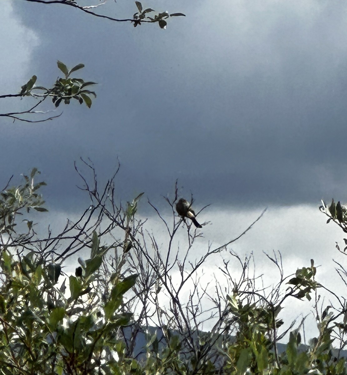 Northern Shrike - Sally Orme