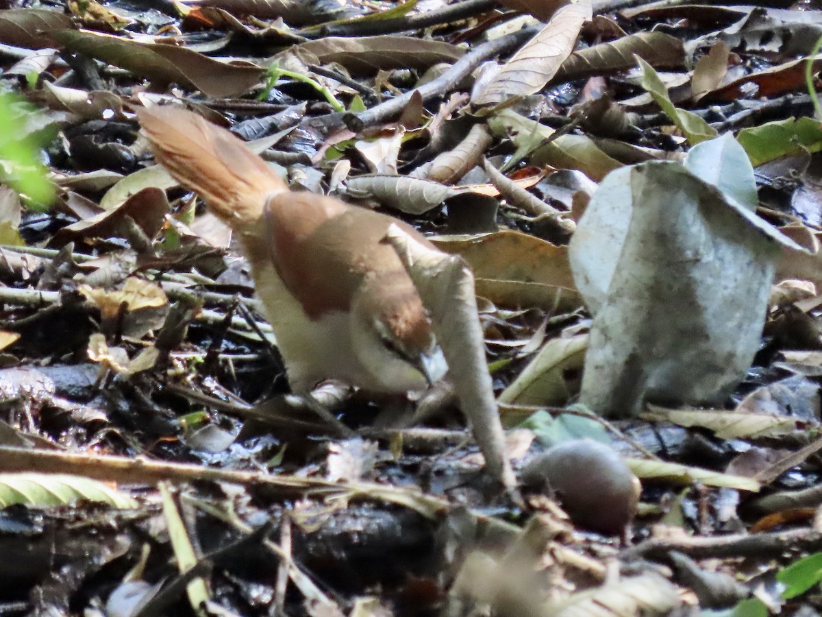 Yellow-chinned Spinetail - Ines Vasconcelos