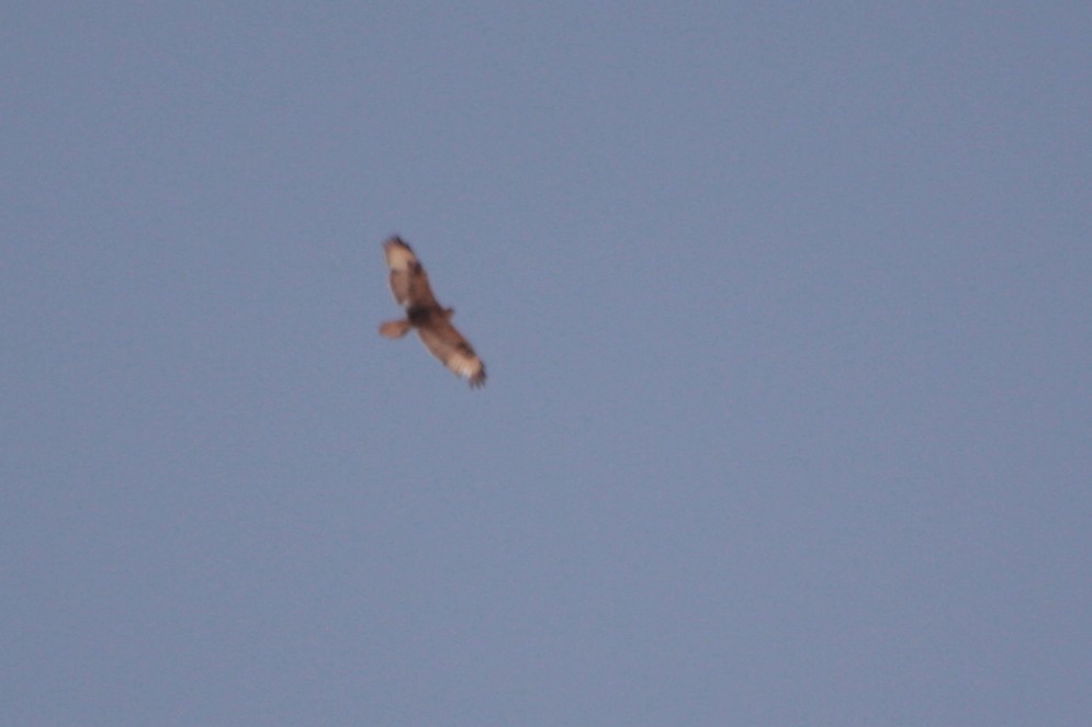 Long-legged Buzzard - ML608367029