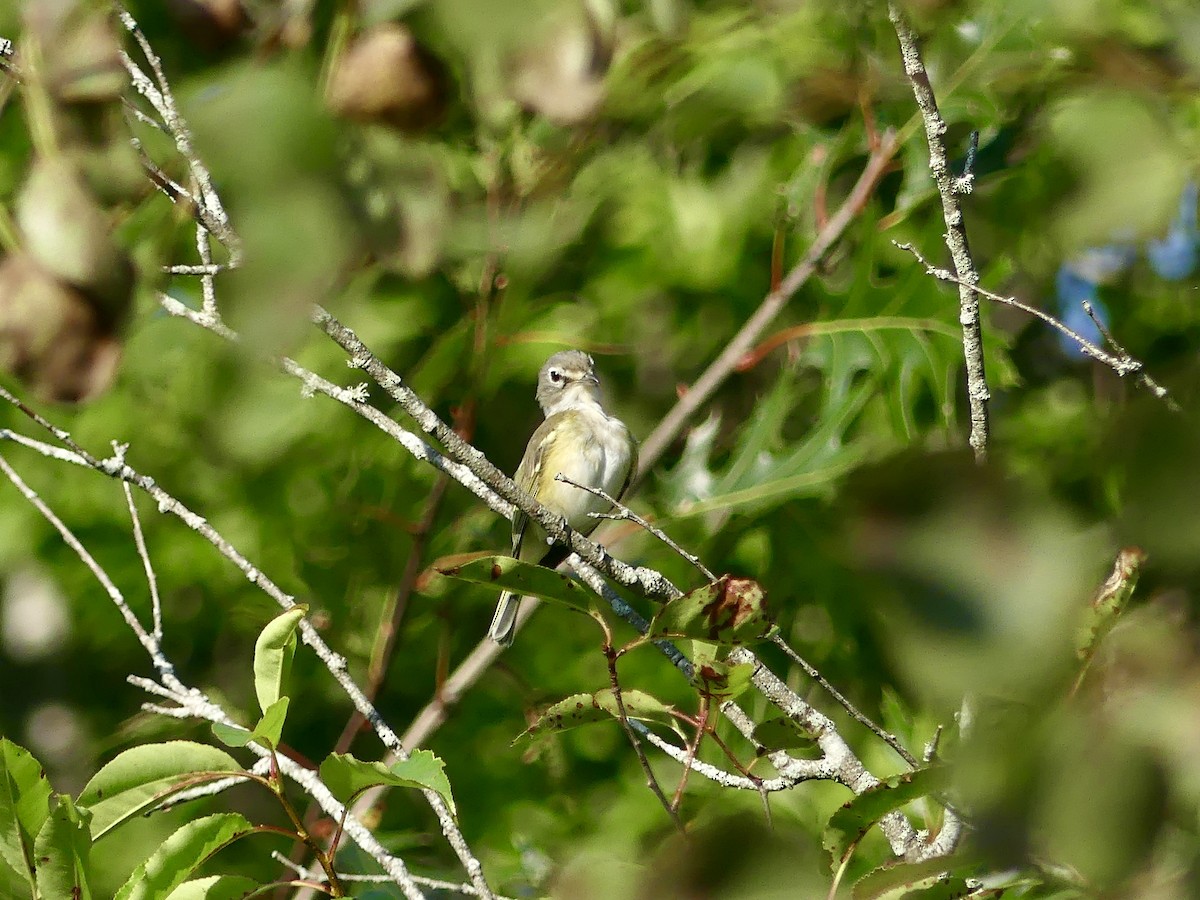 Blue-headed Vireo - ML608367081