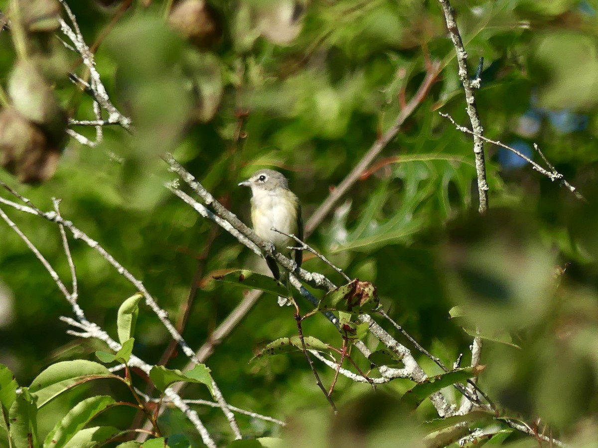 Vireo Solitario - ML608367084