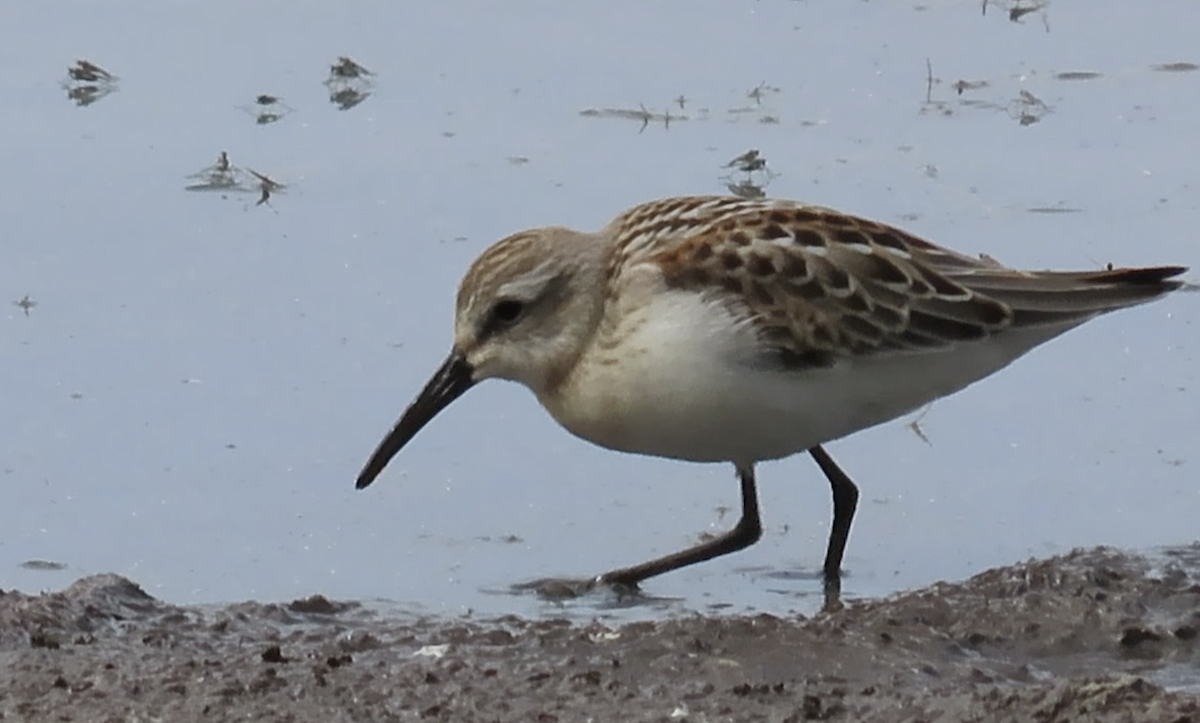 Western Sandpiper - ML608367130