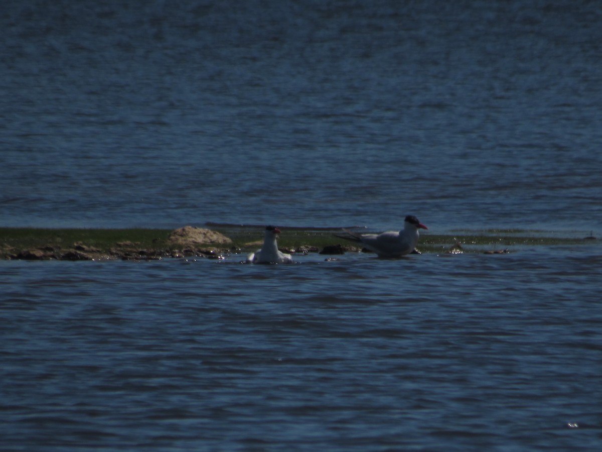 Caspian Tern - Caleb Bronsink