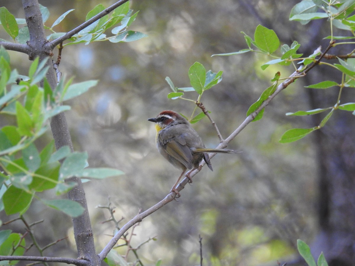 Rufous-capped Warbler - ML608367302