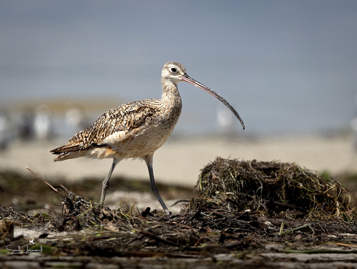 Long-billed Curlew - Sandy Townsend