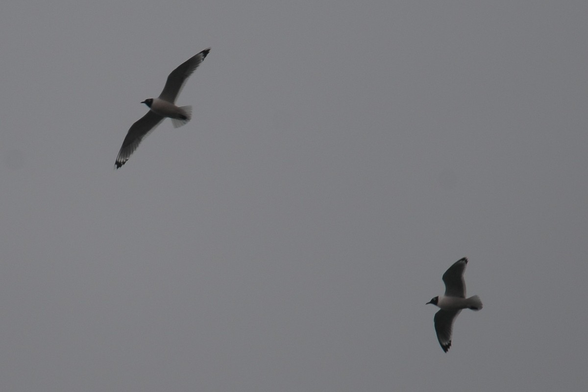 Franklin's Gull - ML608367373