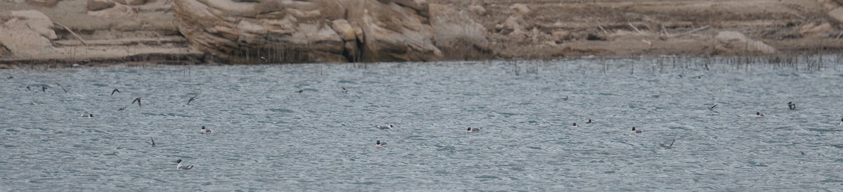 Franklin's Gull - ML608367374