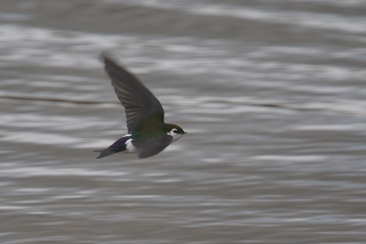 Violet-green Swallow - ML608367381