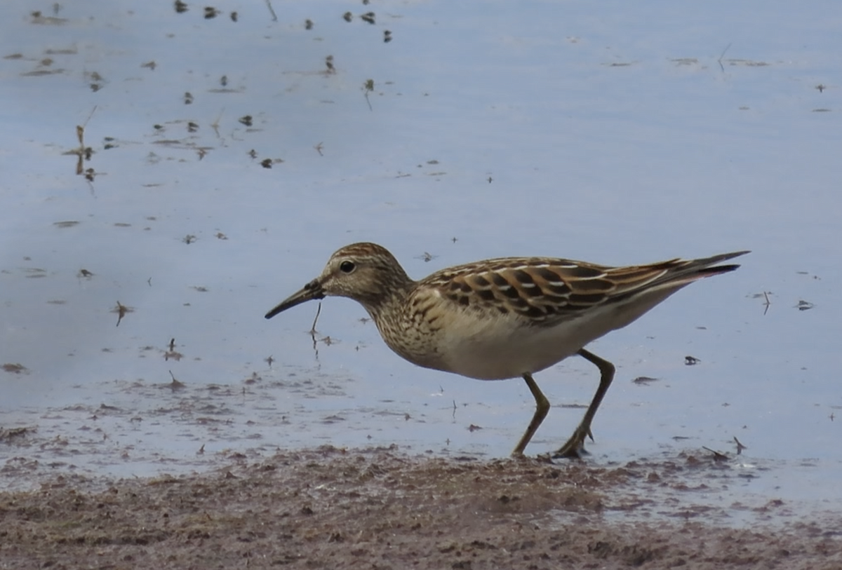 Pectoral Sandpiper - ML608367403