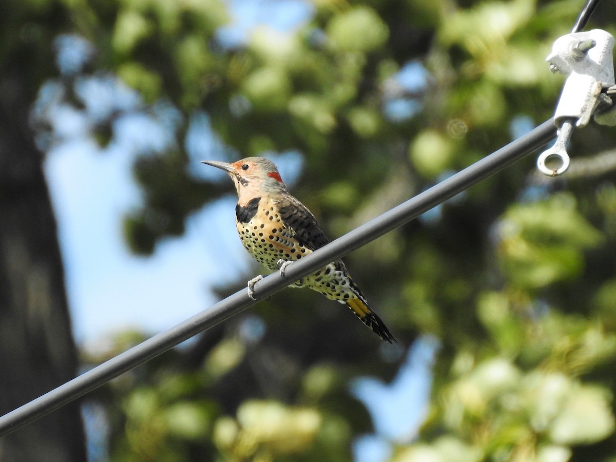 datel zlatý (ssp. auratus/luteus) - ML608367432